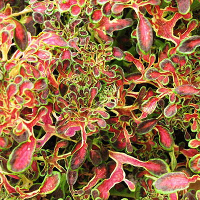 Coleus 'Under the Sea Red Coral'