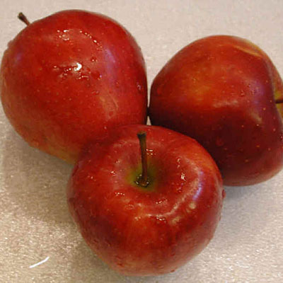 Malus d. 'Red Delicious'