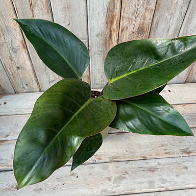 Philodendron 'Red Diamond'