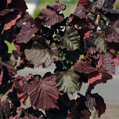 Corylus a. var. c. 'Red Dragon'