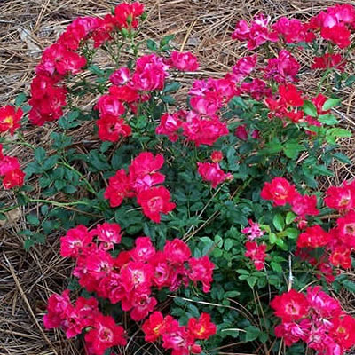Rosa 'Drift Red'