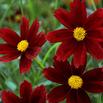 Coreopsis x 'Lil Bang Red Elf'