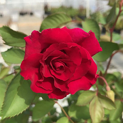 Rosa 'Brindabella Red Empress'