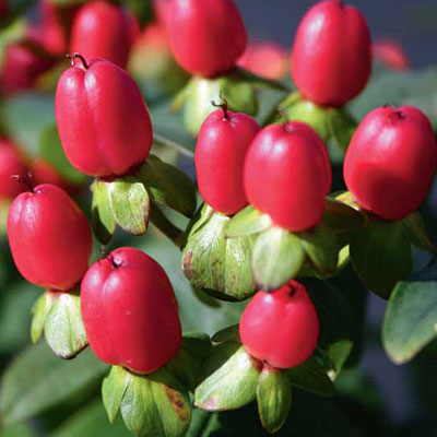 Hypericum in. 'Red Fame'