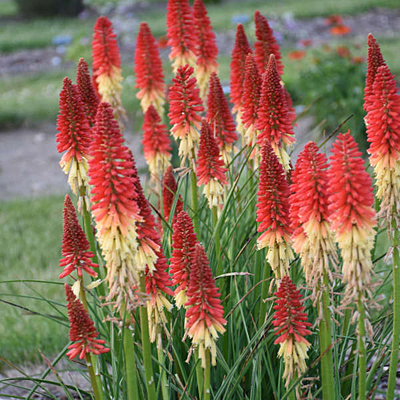 Kniphofia x 'Rocket's Red Glare'