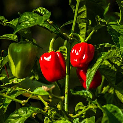 Pepper 'Red Habanero'