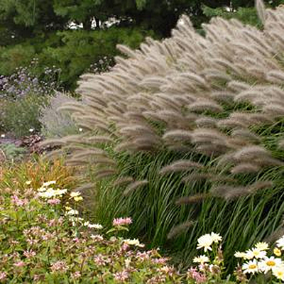 Pennisetum a. 'Red Head'