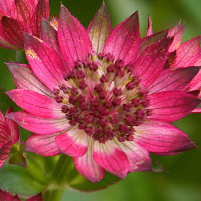 Astrantia major 'Red Joyce'