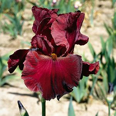 Iris g. 'Red Masterpiece'