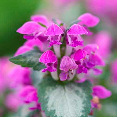 Lamium maculatum 'Red Nancy'