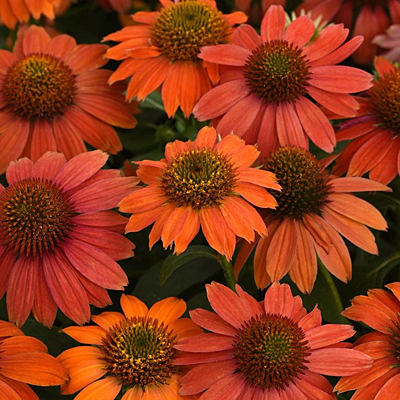 Echinacea x 'Artisan Red Ombre'