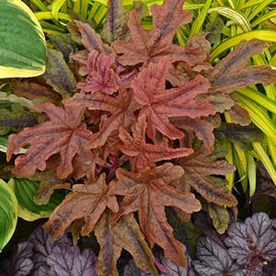 Heucherella 'Red Rover'
