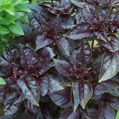 Basil