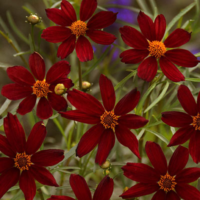 Coreopsis x 'Red Satin'