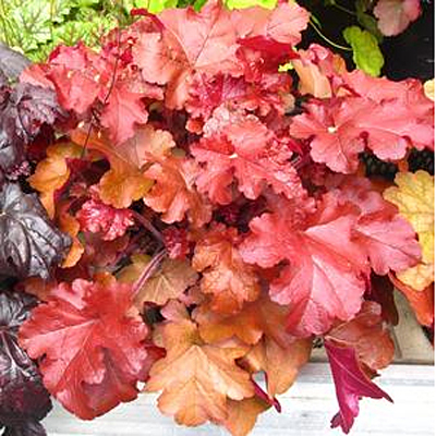 Heuchera x 'Red Sea'