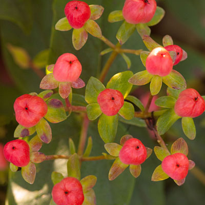 Hypericum in. 'Red Star'