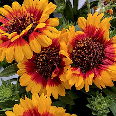 Gaillardia a. 'Spintop Red Starburst'