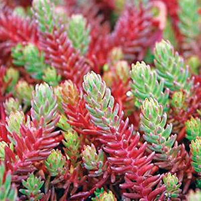 Sedum ochroleucum 'Red Wiggle'