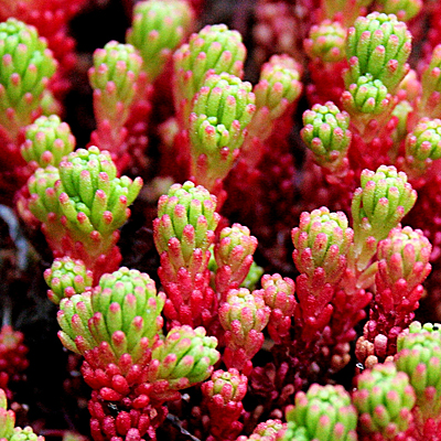 Sedum x 'Red Wiggle'