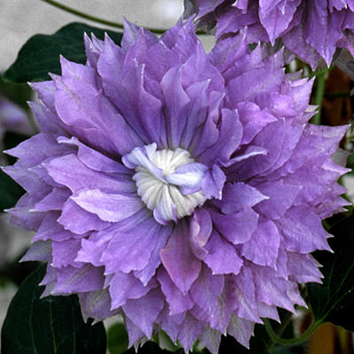 Clematis 'Regal Diamantina'