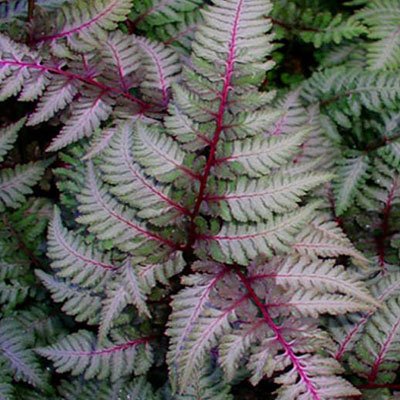Ferns