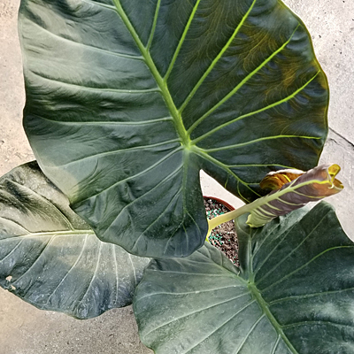 Alocasia 'Regal Shield'