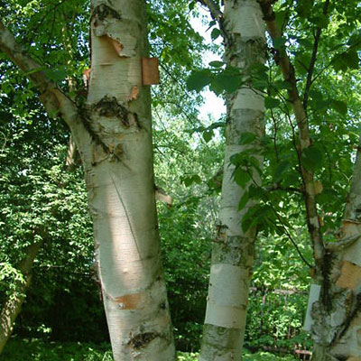 Betula pa. 'Renaissance Reflection'