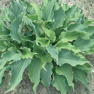 Hosta 'Restless Sea'