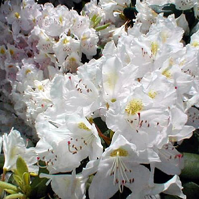 Rhododendron cat. 'Album'