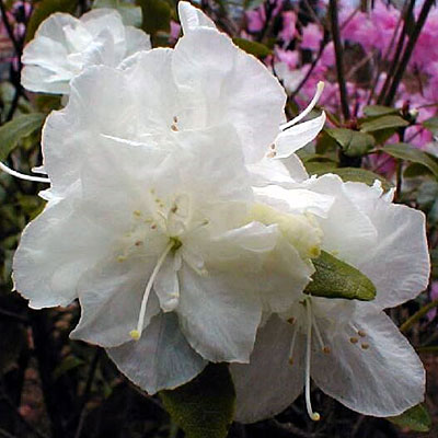 Rhododendron 'April White'