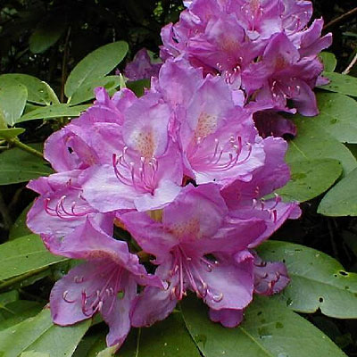 Rhododendron cat. 'Boursault'