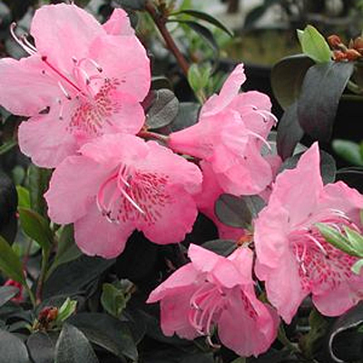 Rhododendron 'Bubblegum'