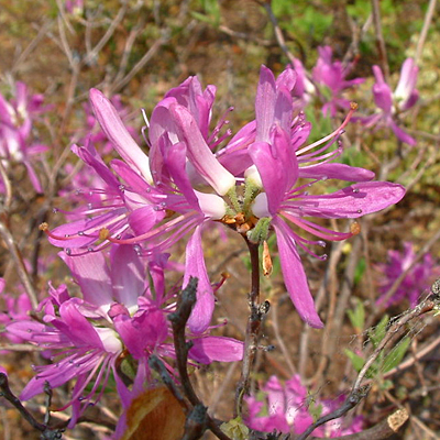 Rhododendron canadense