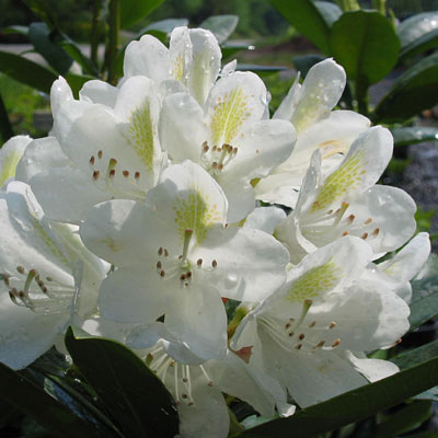 Rhododendron cat. 'Chionoides'
