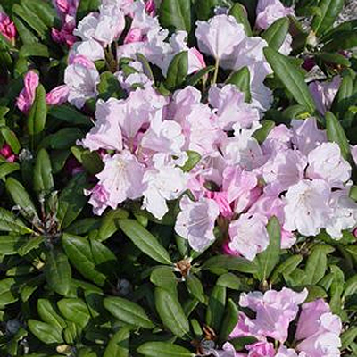 Rhododendron y. 'Crete'
