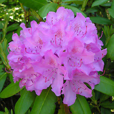 Rhododendron cat. 'English Roseum'