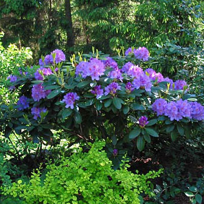 Rhododendron cat. 'Grandiflorum'