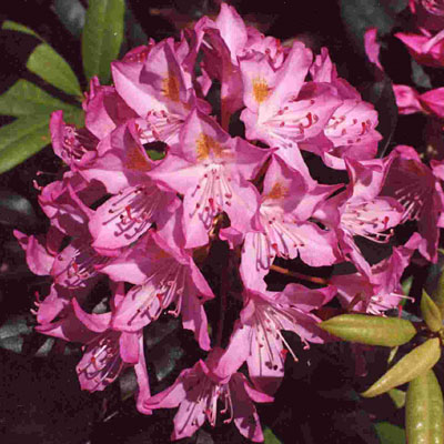 Rhododendron m. 'Independence'