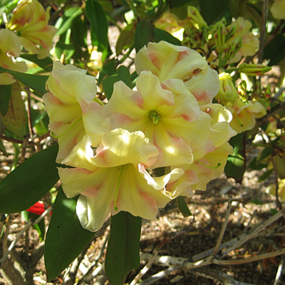 Rhododendron 'Jenny Tabol'