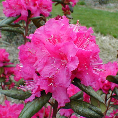 Rhododendron 'Landmark'