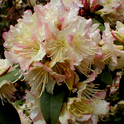 Rhododendron 'Mary Fleming'