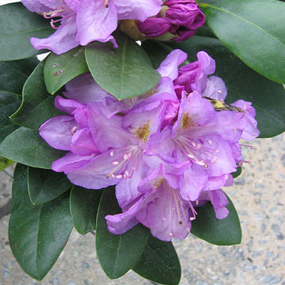 Rhododendron 'Minnetonka'