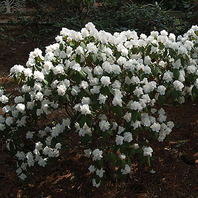 Rhododendron 'Molly Fordham'