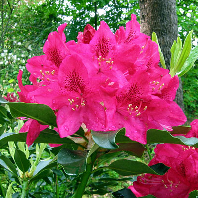 Rhododendron cat. 'Nova Zembla'