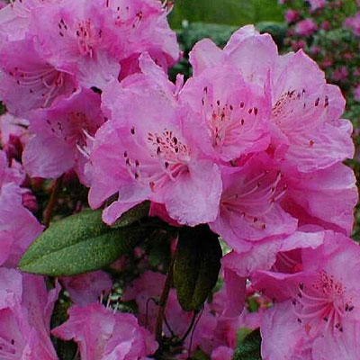 Rhododendron 'Olga Mezitt'