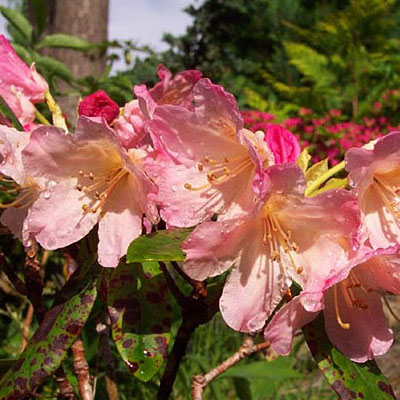 Rhododendron y. 'Percy Wiseman'