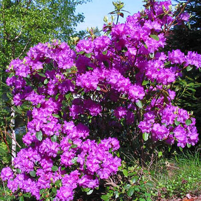 Rhododendron 'PJM'