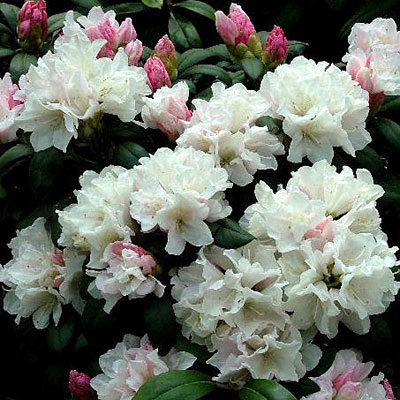 Rhododendron y. 'Princess'