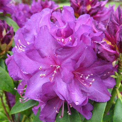 Rhododendron 'Purple Passion'