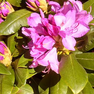 Rhododendron cat. 'Roseum Elegans'